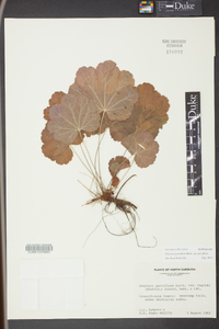 Heuchera parviflora var. parviflora image