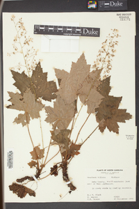 Heuchera villosa image