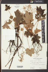 Heuchera villosa image