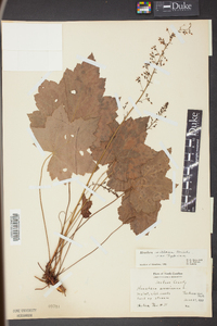 Heuchera villosa image