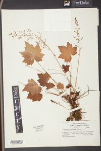 Heuchera villosa image