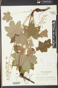 Heuchera villosa image