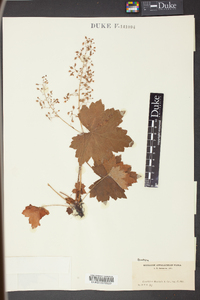 Heuchera villosa image