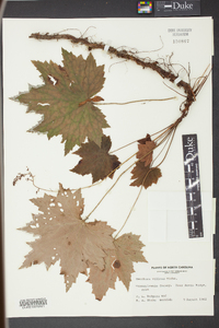 Heuchera villosa image