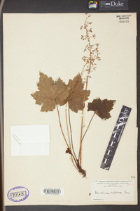 Heuchera villosa image