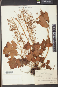 Heuchera villosa image