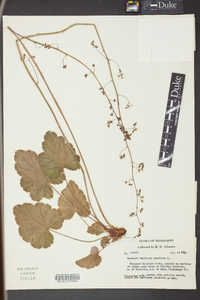 Heuchera americana image