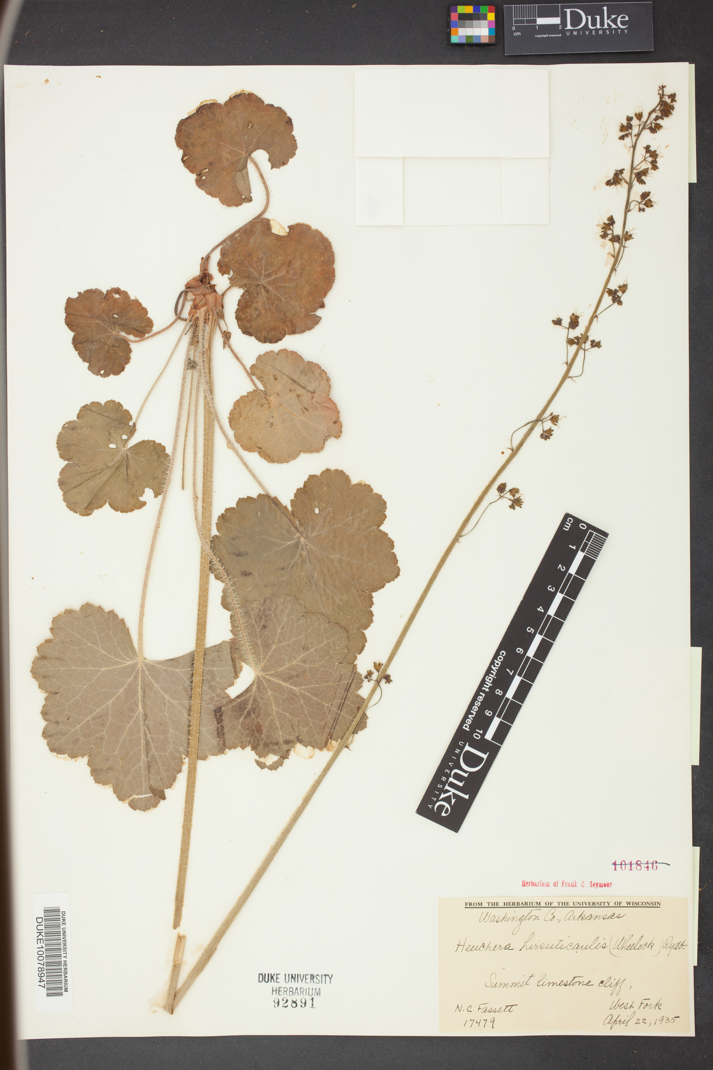 Heuchera hirsuticaulis image