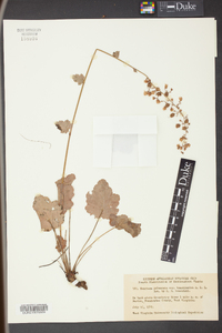 Heuchera pubescens image