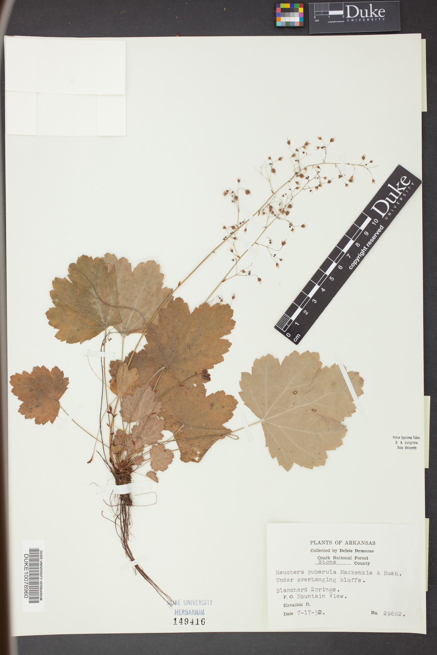 Heuchera puberula image