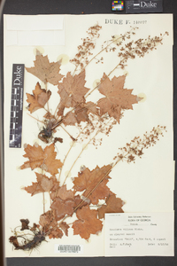 Heuchera villosa image