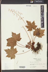 Heuchera villosa image