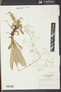 Micranthes micranthidifolia image