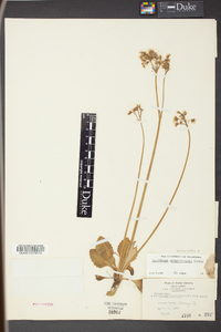 Micranthes virginiensis image