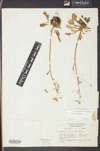 Micranthes virginiensis image