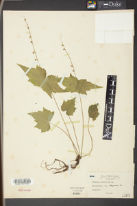 Mitella diphylla image