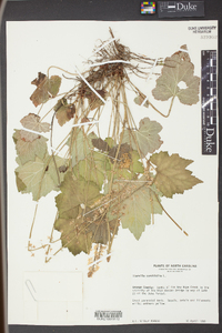 Tiarella cordifolia image