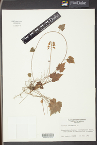 Tiarella cordifolia image