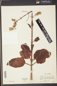 Bryophyllum pinnatum image