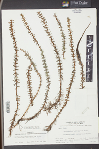 Myriophyllum heterophyllum image