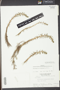 Myriophyllum heterophyllum image