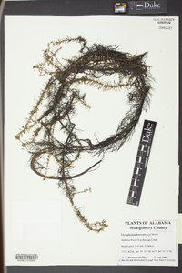 Myriophyllum heterophyllum image