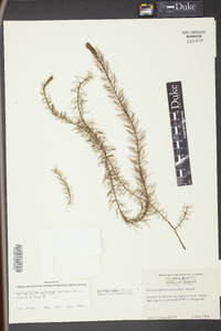 Myriophyllum pinnatum image