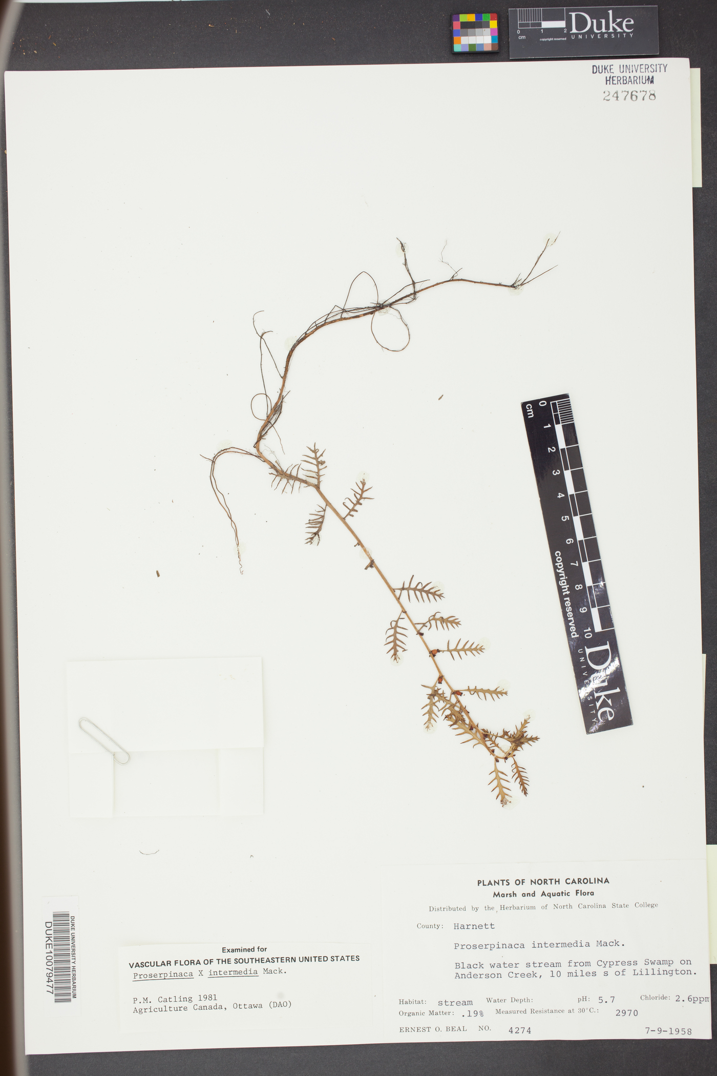 Proserpinaca intermedia image
