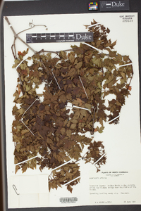 Nekemias arborea image