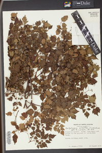 Nekemias arborea image