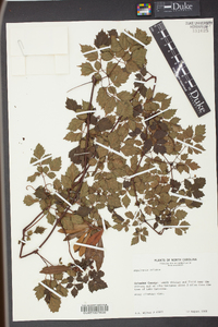 Ampelopsis arborea image