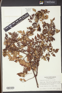 Nekemias arborea image