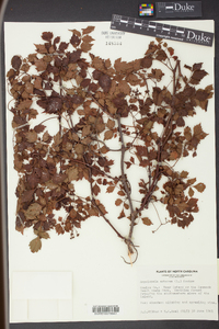 Nekemias arborea image