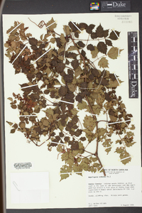 Ampelopsis arborea image