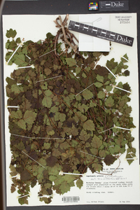 Ampelopsis arborea image