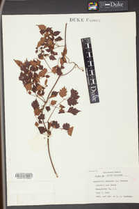 Nekemias arborea image