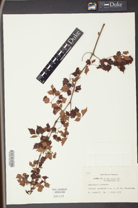 Nekemias arborea image