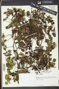 Ampelopsis arborea image