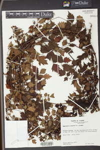 Nekemias arborea image