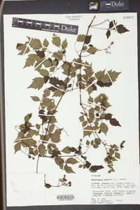 Ampelopsis arborea image