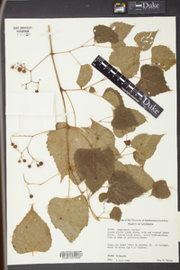 Ampelopsis cordata image