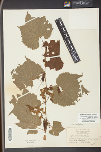 Vitis cinerea var. baileyana image