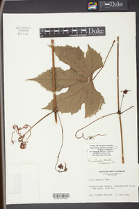 Vitis cinerea var. baileyana image