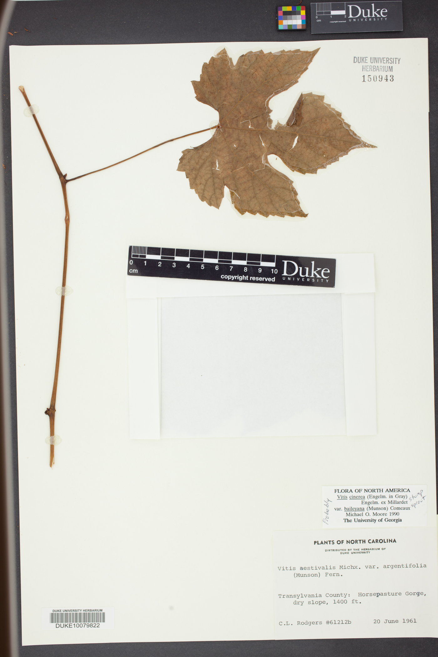 Vitis cinerea var. baileyana image