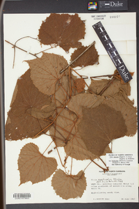 Vitis cinerea var. baileyana image