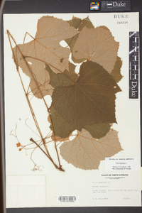 Vitis labrusca image