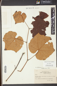 Vitis labrusca image