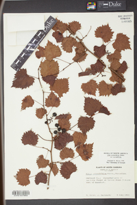 Vitis rotundifolia image