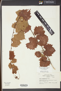 Vitis rotundifolia image