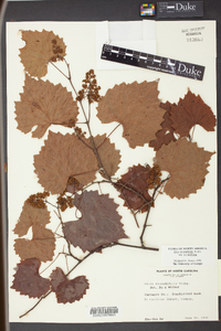 Vitis rotundifolia image